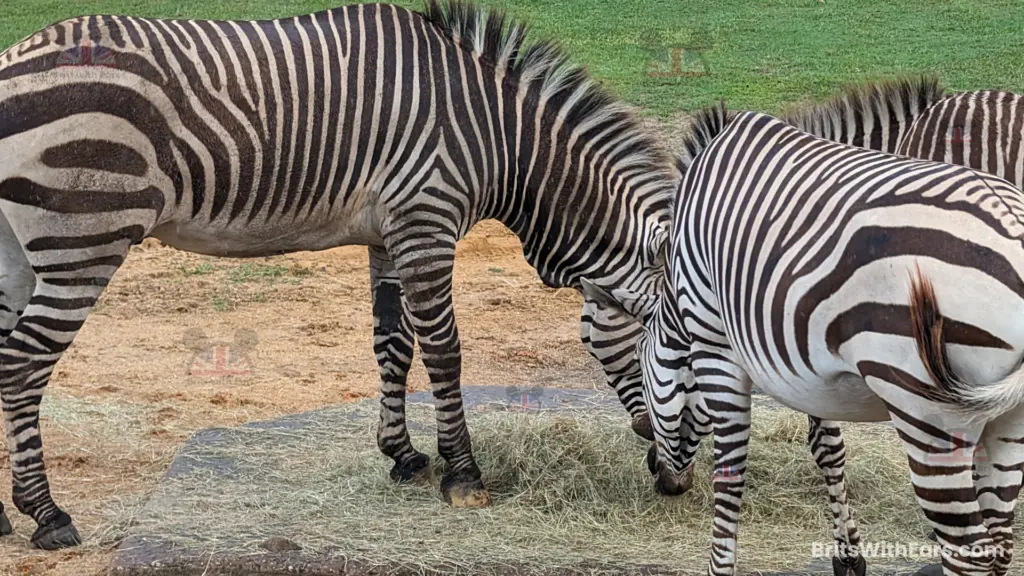 Three Zebras enjoy breakfast on Kilimanjaro safari at Animal Kingdom